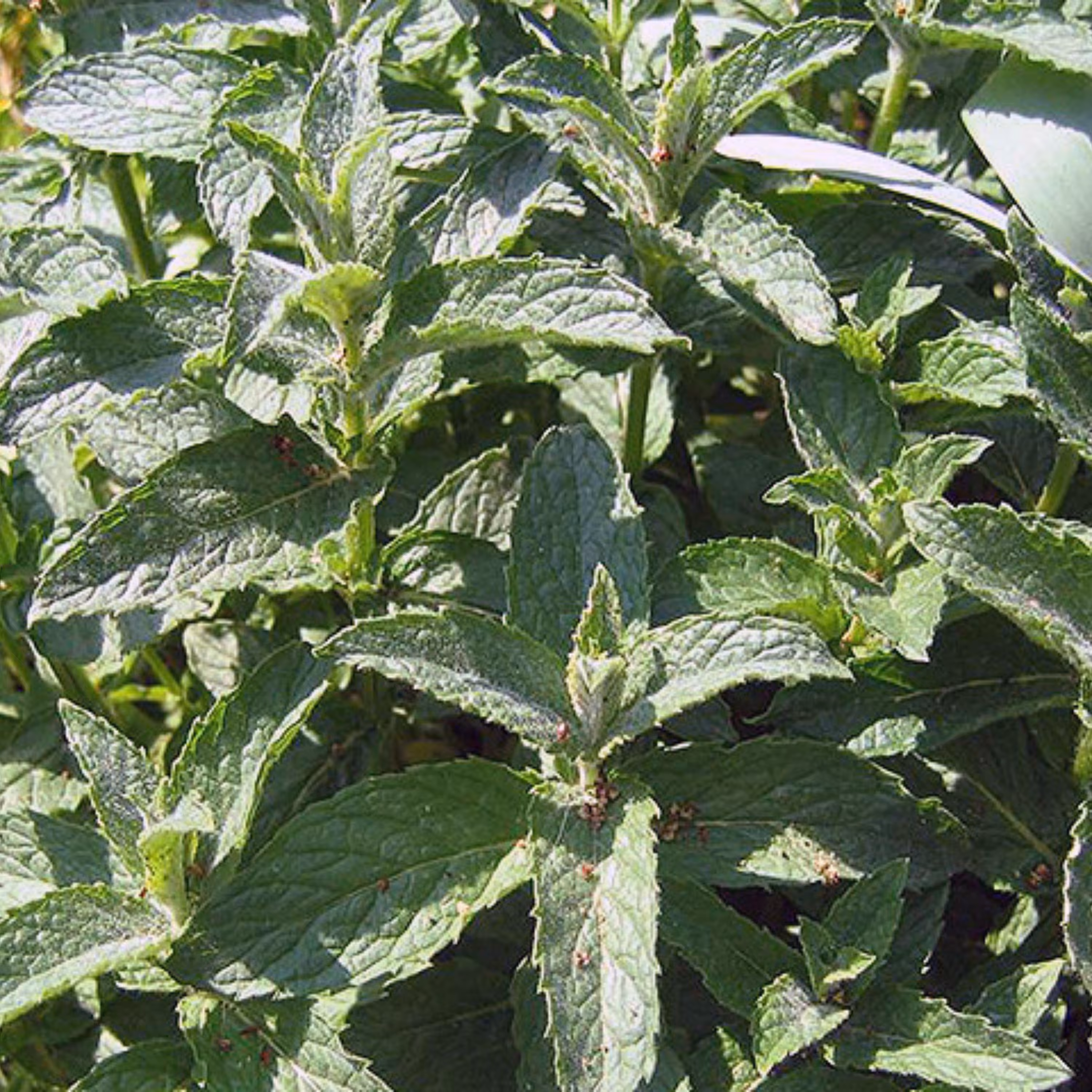 عرق پونه (یارپوز)