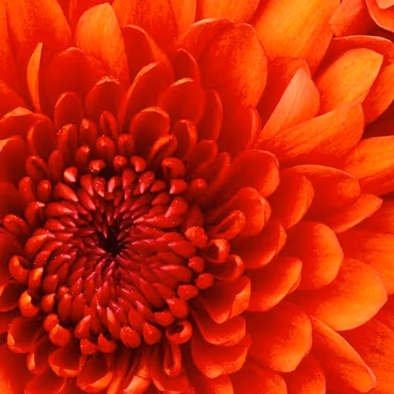 کتاب سیره سیاسی امام رضا(ع) و تحلیل مسئله ولایتعهدی اثر علی کارخانه بوستان کتاب