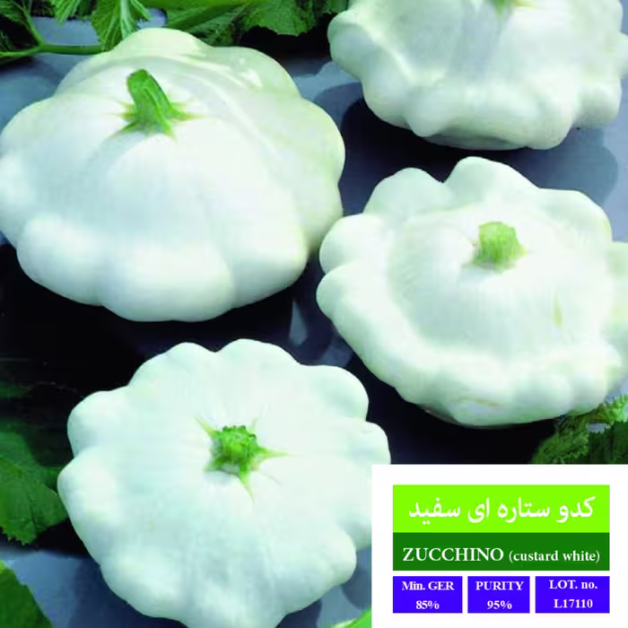 بذر کدو ستاره ای بذر طلایی رویان