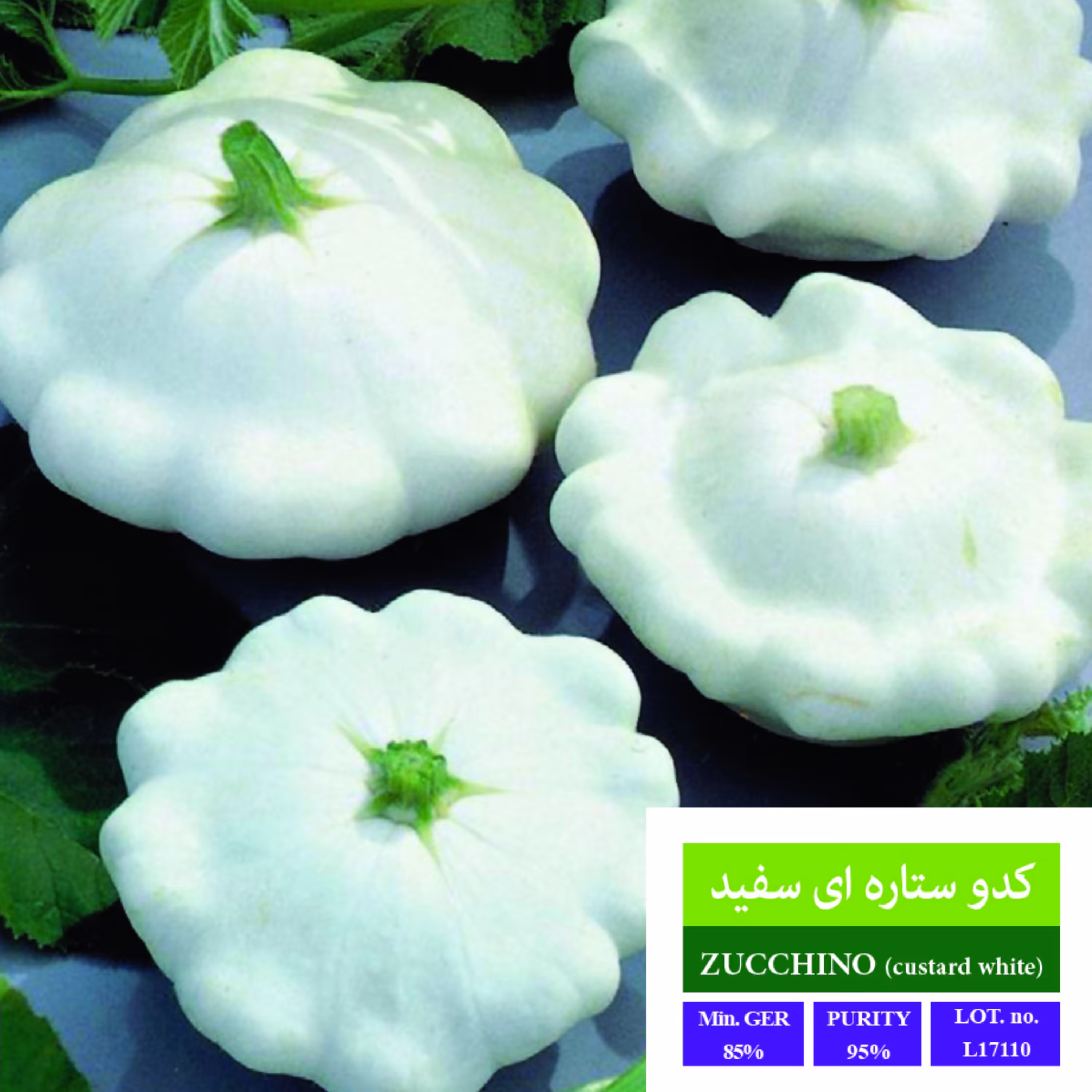 بذر کدو ستاره ای بذر طلایی رویان
