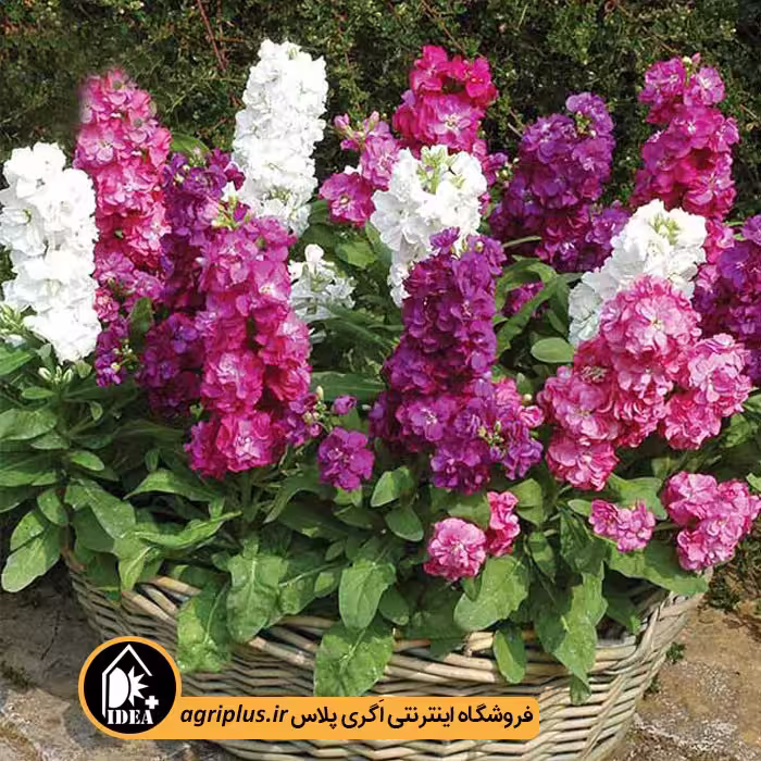 بذر گل شب بو پُر پر