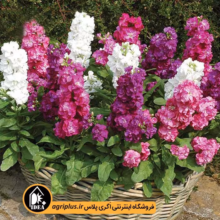 بذر گل شب بو پُر پر