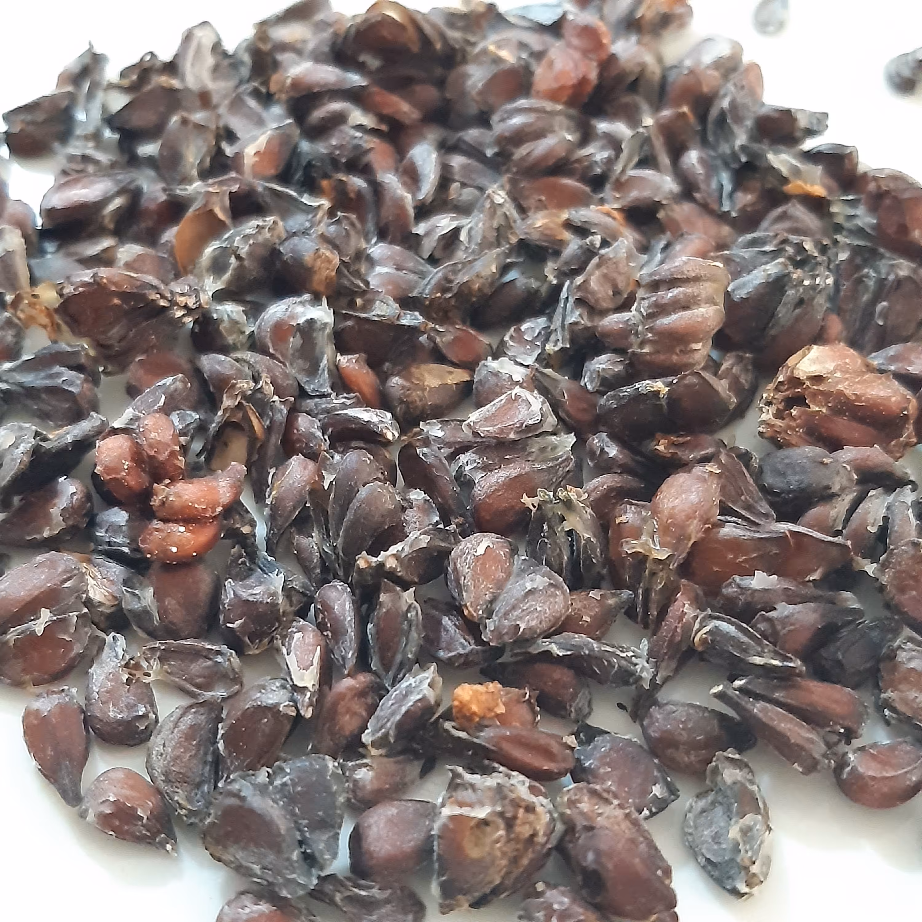 دانه به محلی (30 گرمی )