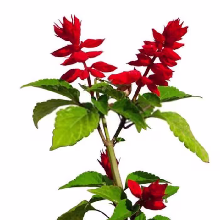 بذر گل سلوی قرمز 1 گرمی