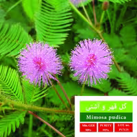 بذر گل قهر و آشتی بذر طلایی رویان 