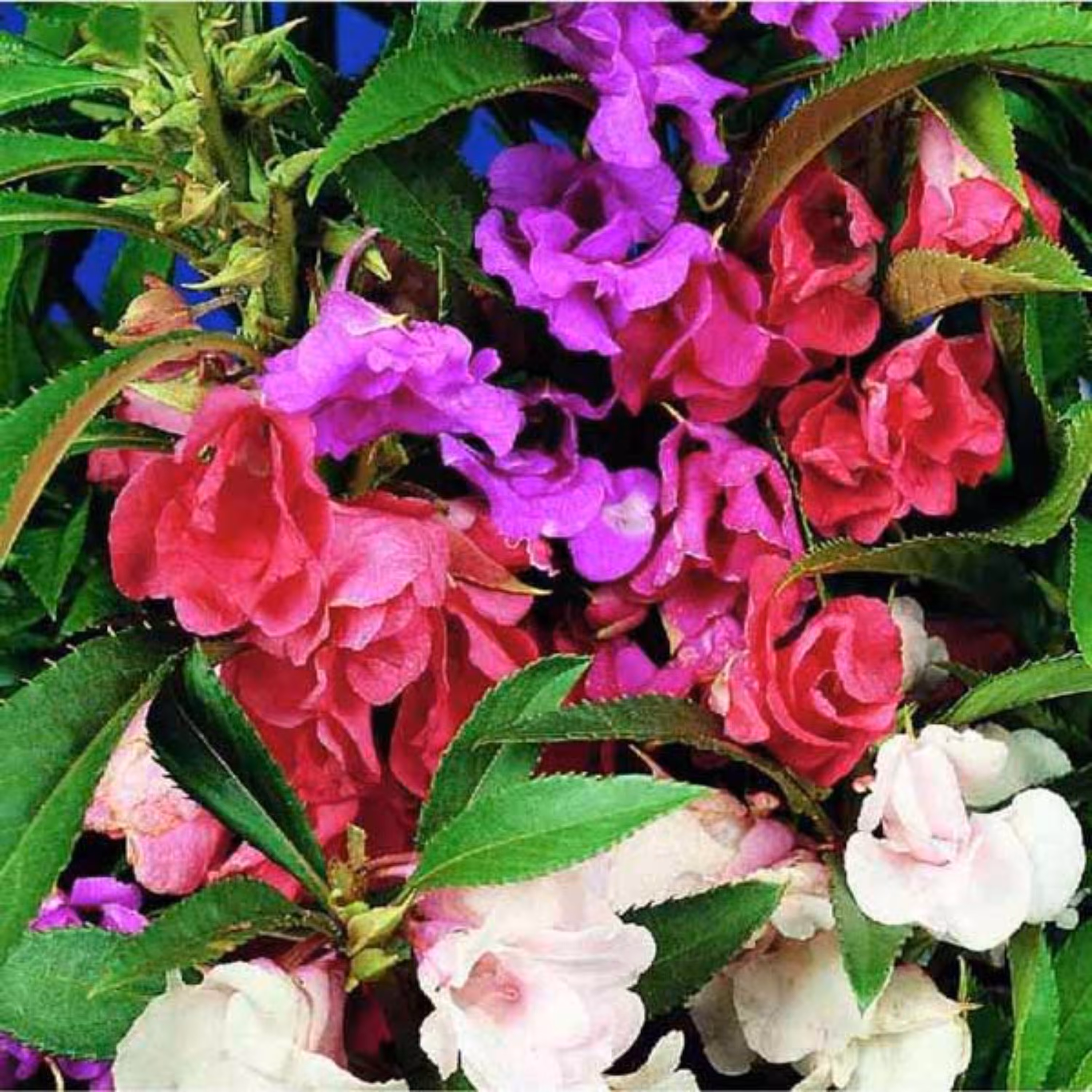 بذر گل حنا پابلند فوق پرگل رنگارنگ ایتالیایی بسته 30 عددی