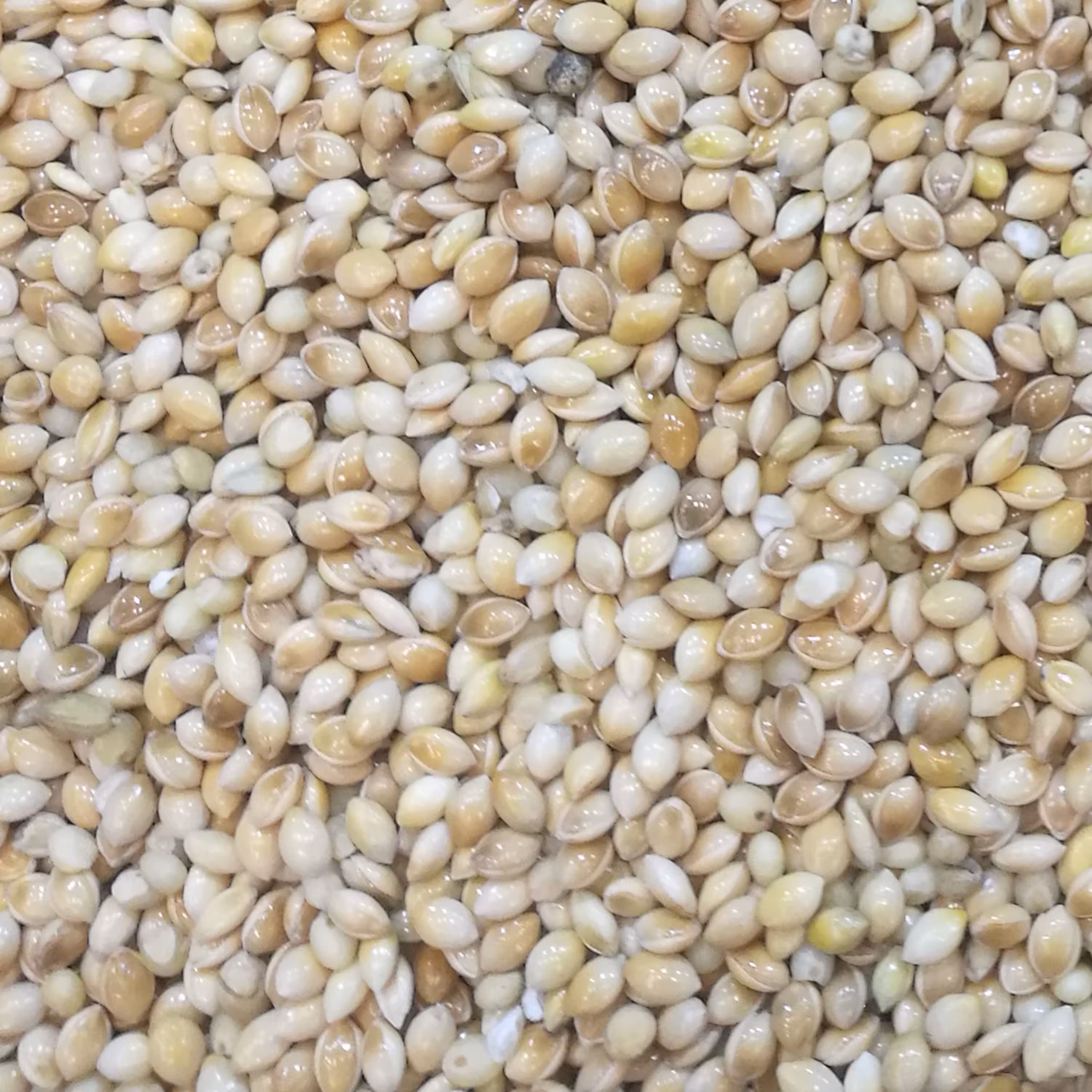 ارزن درشت اعلا