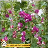 بذر گل نیلوفر سان رایز هلندی (Ipomoea Imperialis Sunrise Serenade) مولر