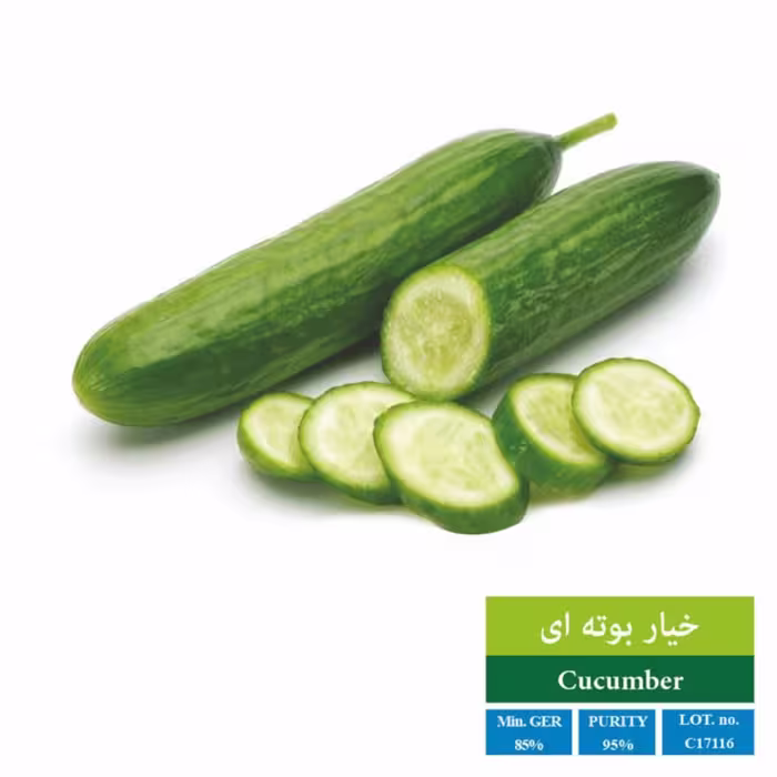 بذر خیار سبز بوته ای بذر طلایی رویان 