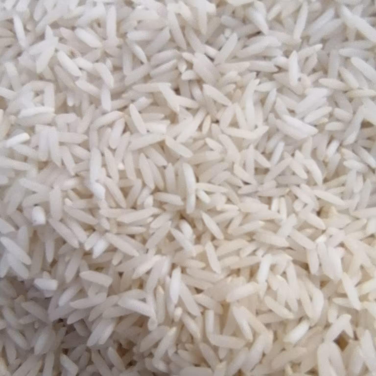 برنج شیرودی برنج مرغوب بوجاری شده کیفیت عالی خرید مستقیم ازکشاورز قائمشهر ی