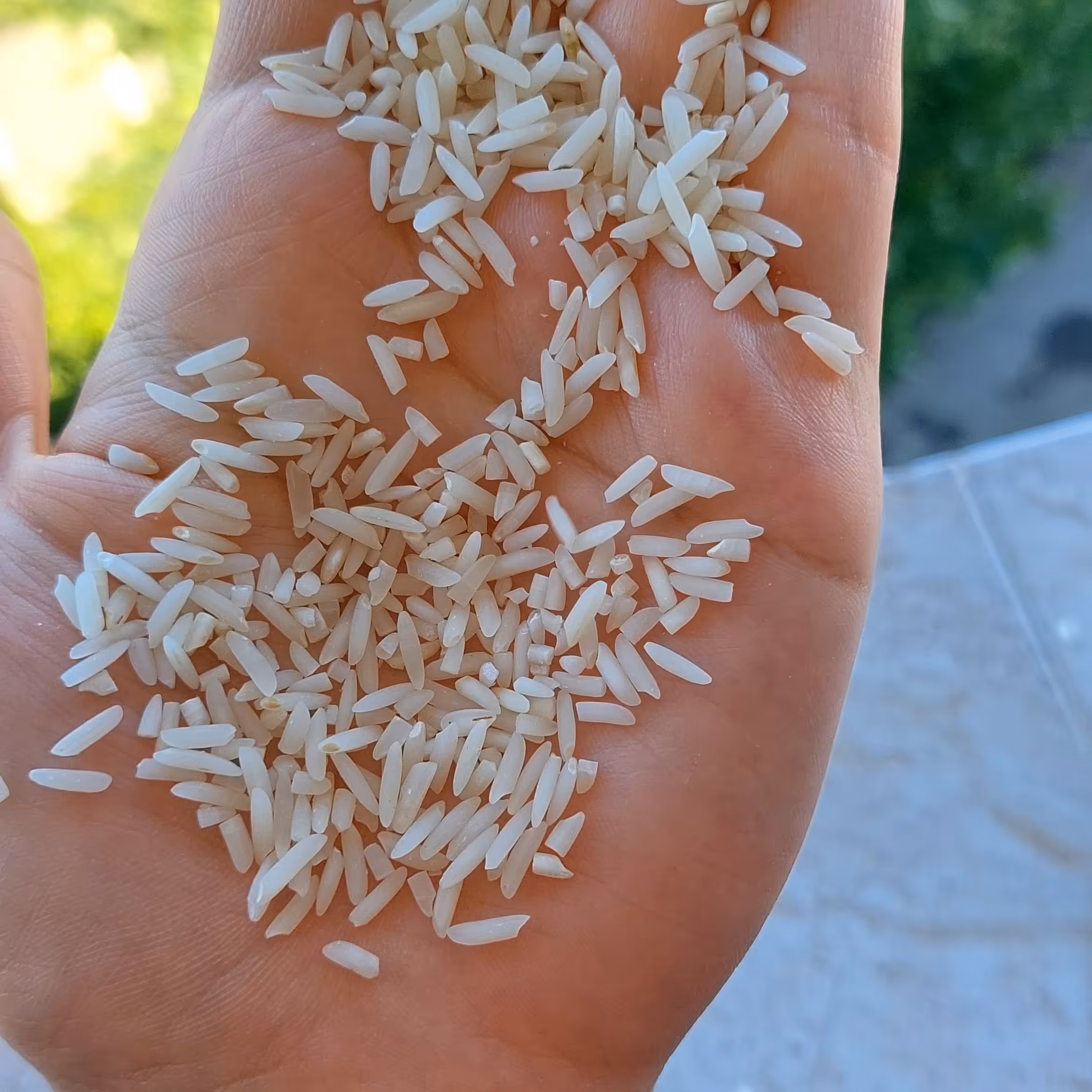 برنج لاشه و ریزه هاشمی درجه یک