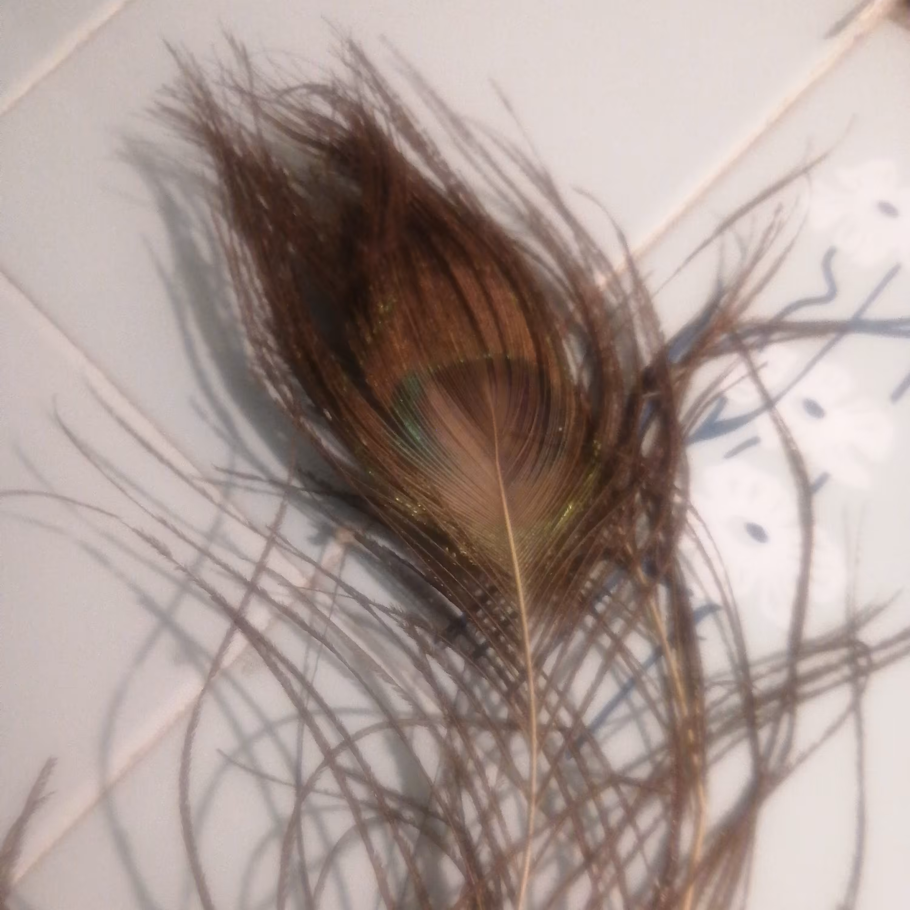 پر طاووس اصل