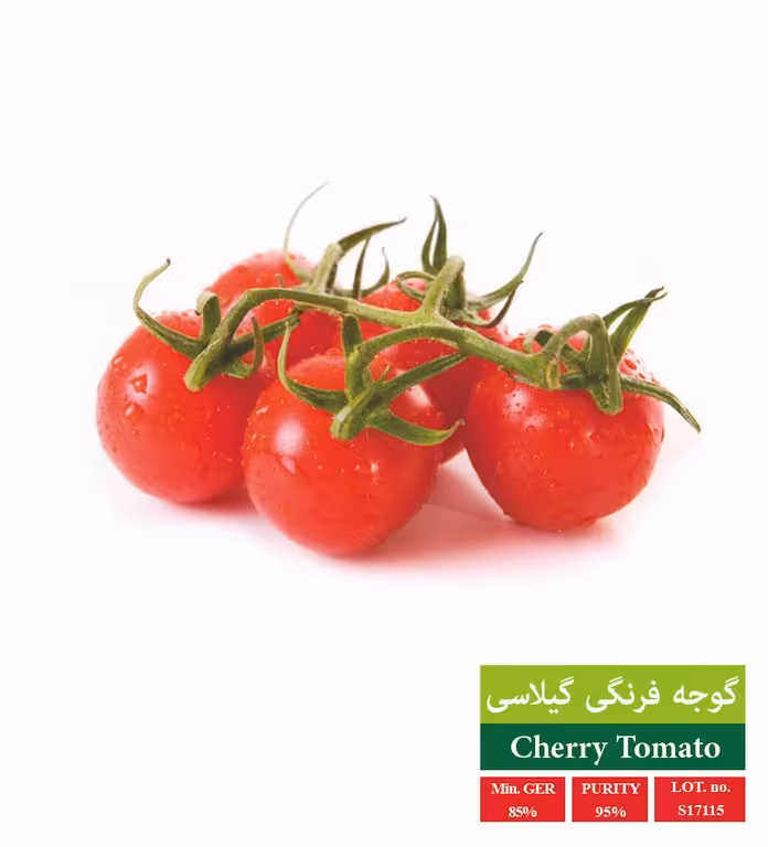 بذر گوجه گیلاسی قرمز - بذر طلایی رویان
