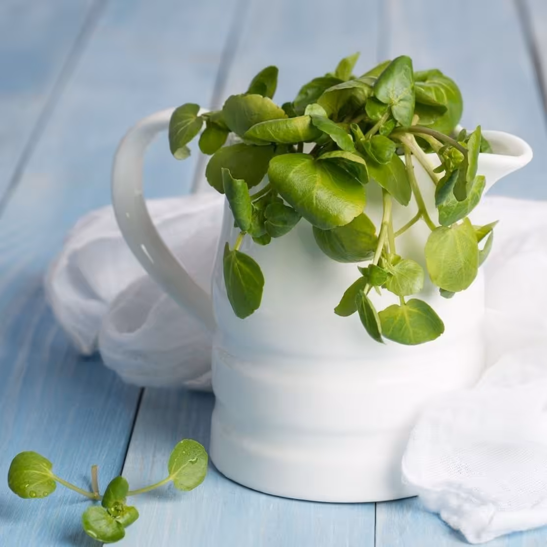 عرق بولاغوتی ( افزایش شیردهی )