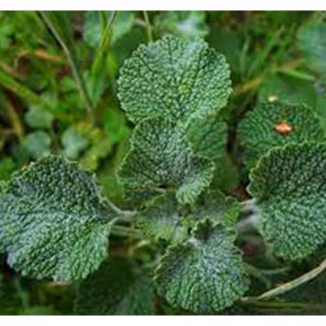 عرق فراسیون، کنترل تنبلی تخمدان، زنان، قاعدگی | amazonchi