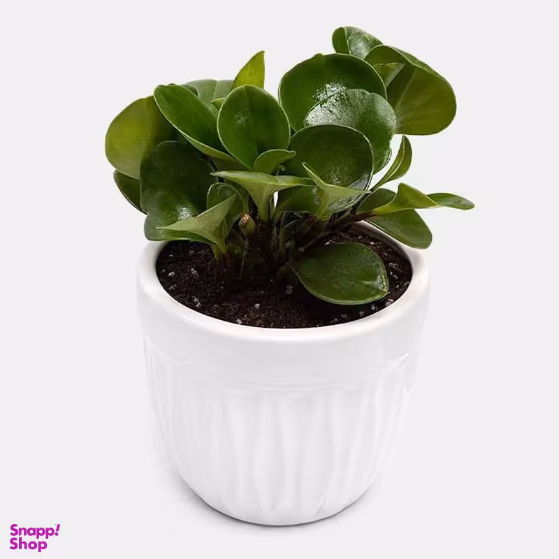 گلدان طبیعی قاشقی سبز