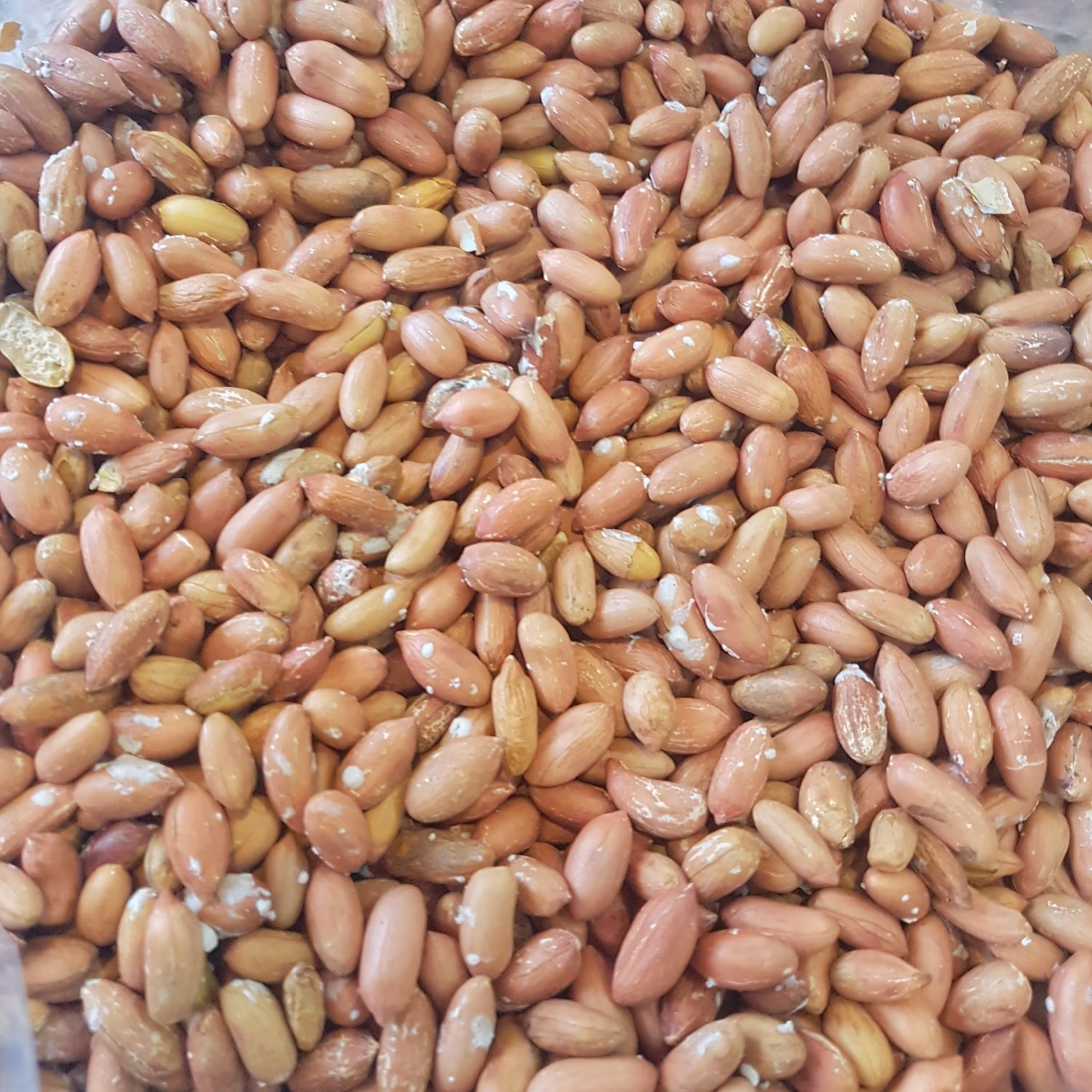 بادام زمینی ریز ، ترد و تازه  ، تفت داده و نمکی 500 گرمی