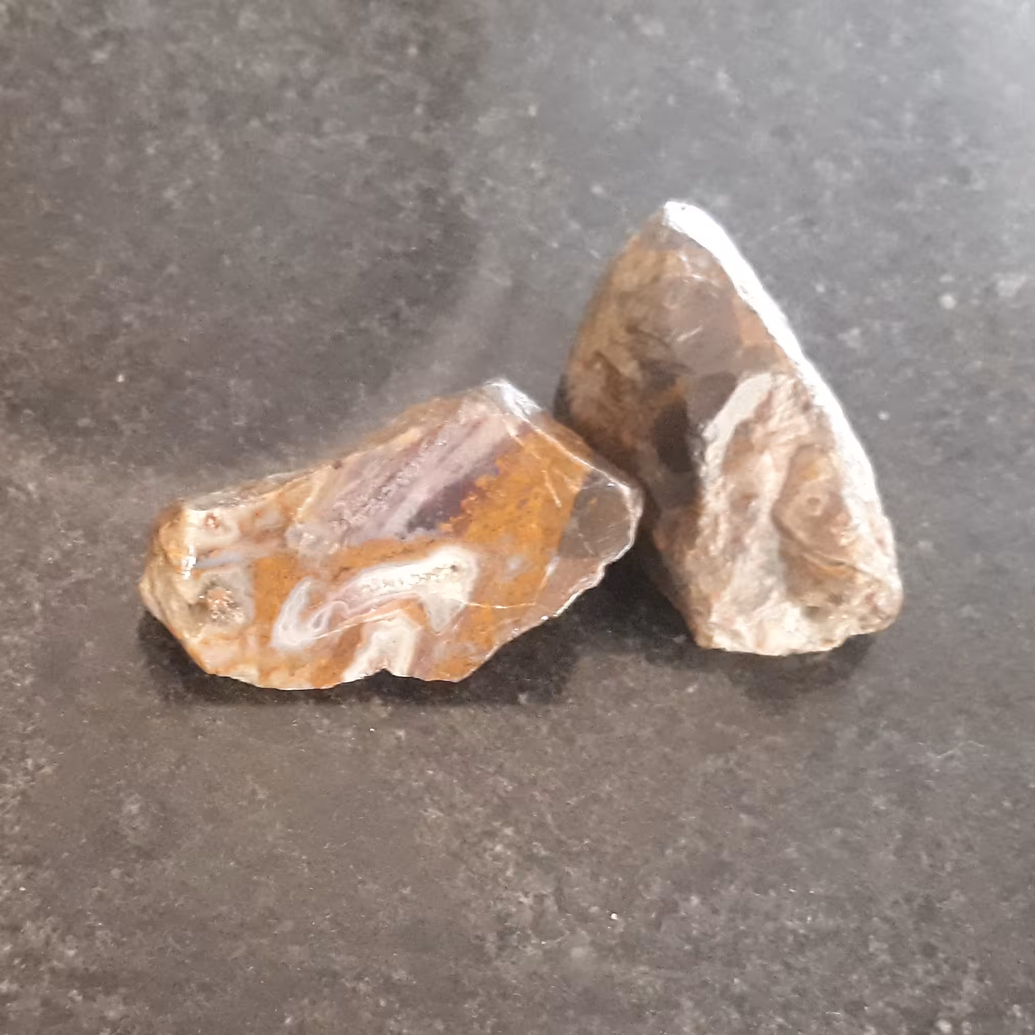 سنگ شجر دریایی راف 