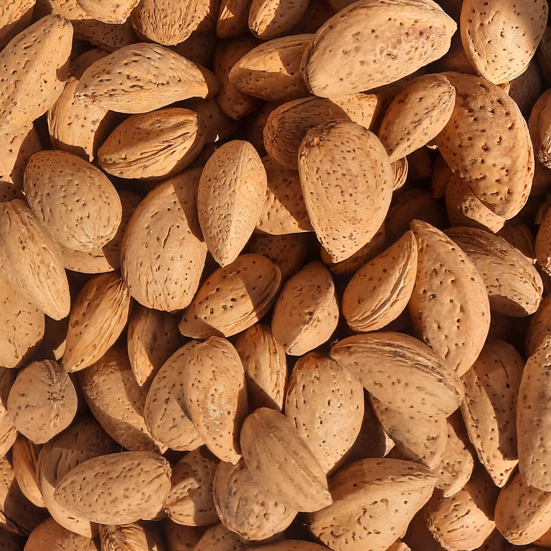 بادام سنگی قزوین شیرین نیم کیلویی (وزن خالص 500گرم)