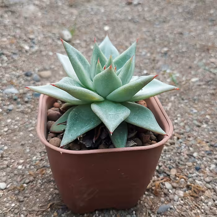 اچوریا آگاویدوس سایز 10