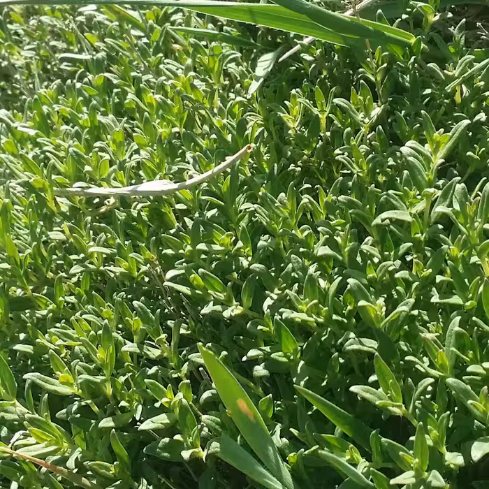 آویشن خشک وحشی کوهی