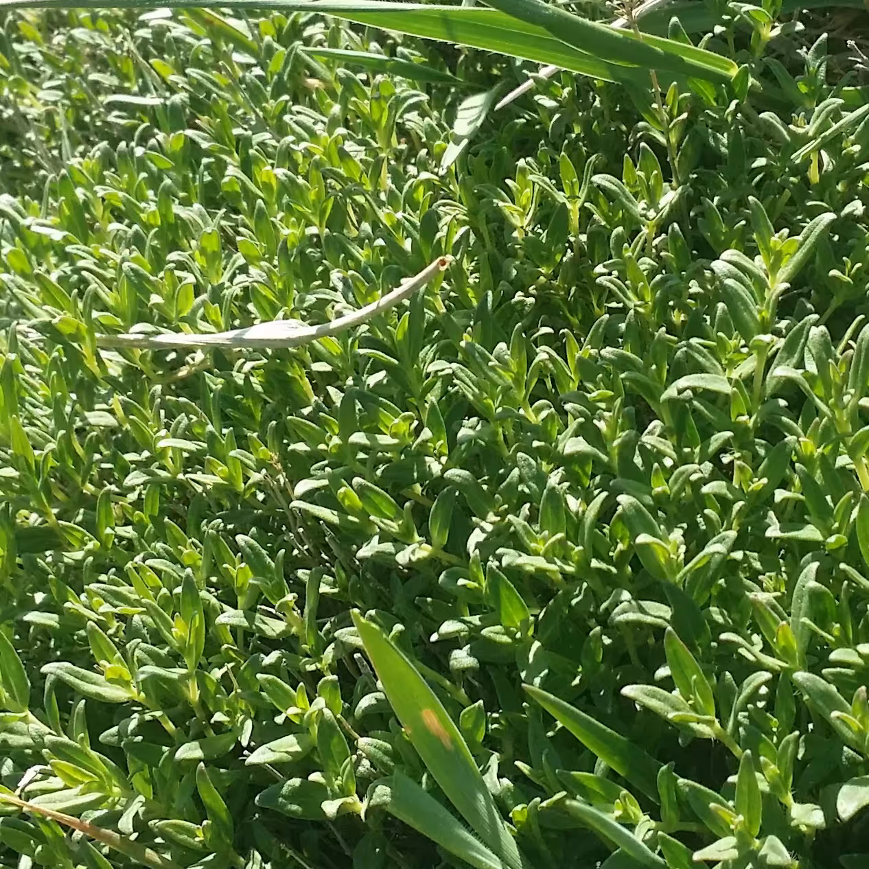 آویشن خشک وحشی کوهی