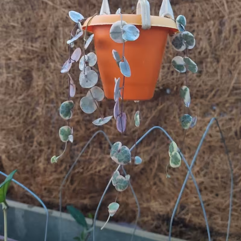 گل سروپژیا ابلق صورتی پنج بوته  گلدان 10  کیفیت عالی 