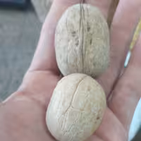 گردو کاغذی خارجی