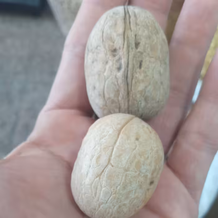 گردو کاغذی خارجی