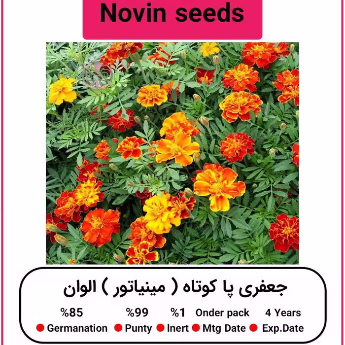 بذر گل جعفری پا کوتاه (مینیاتور) الوان