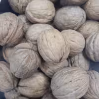 گردو خارجی پوست کاغذی