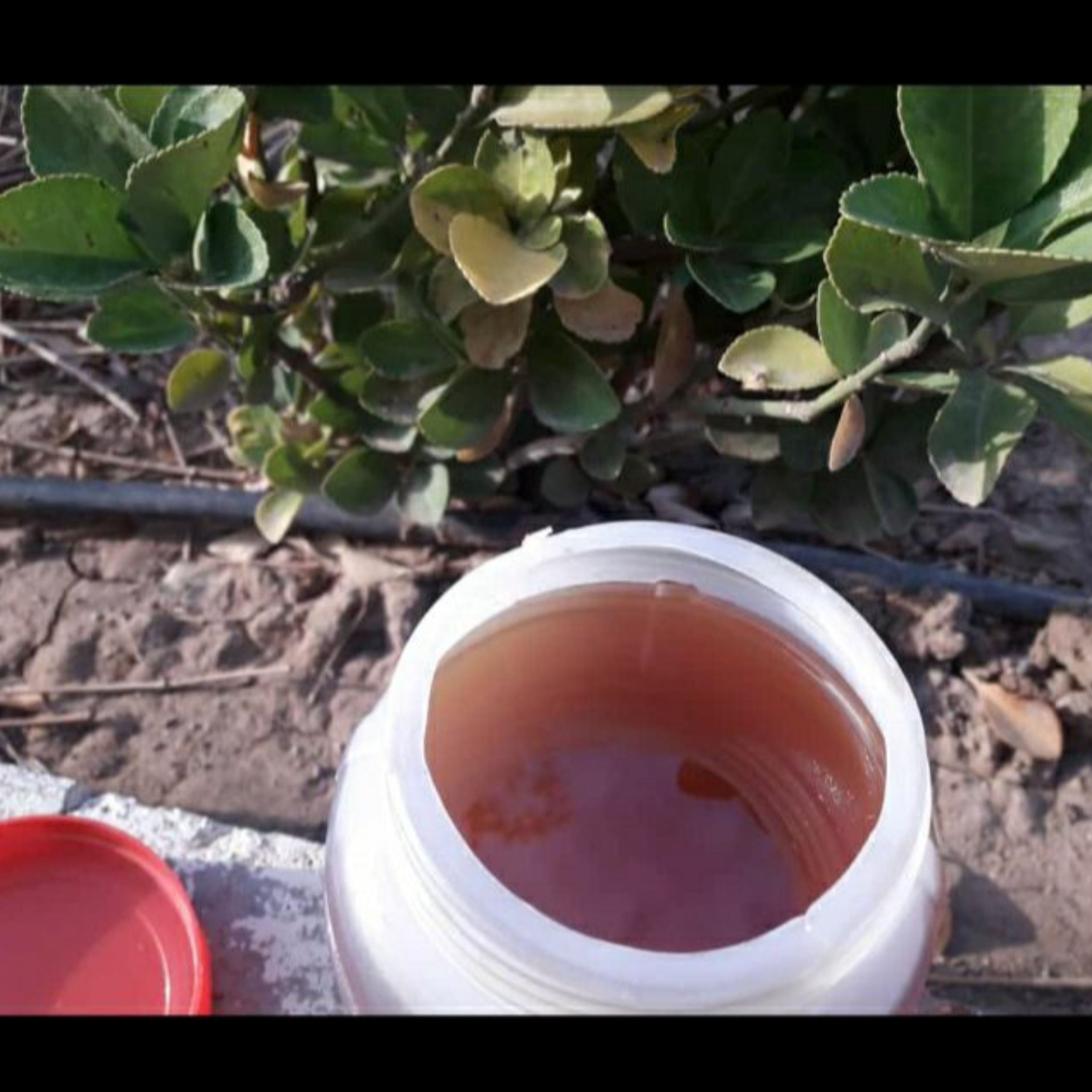 عسل طبیعی (فروش ویژه)