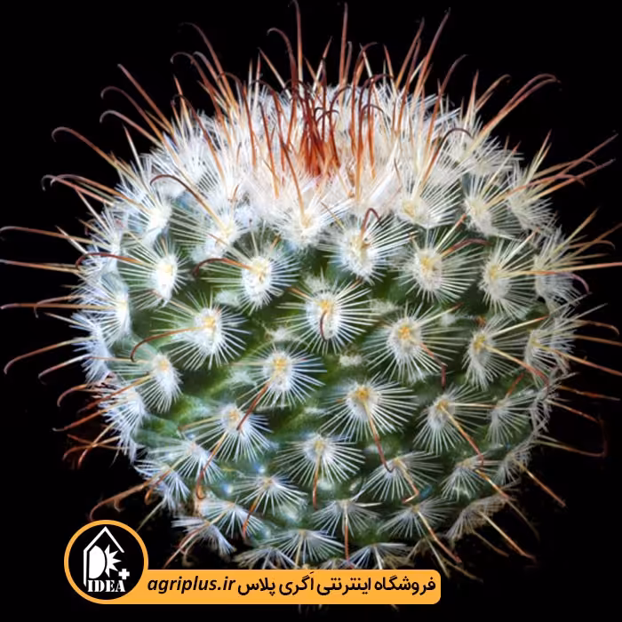بذر کاکتوس Mammillaria Bombycina