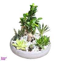 گل طبیعی کاکتوس گل آنلاین کد 72