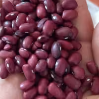 لوبیا قرمز ممتاز  امسالی بجاری  شده