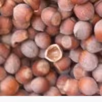 پوست فندق (خریداریم و فروشنده)