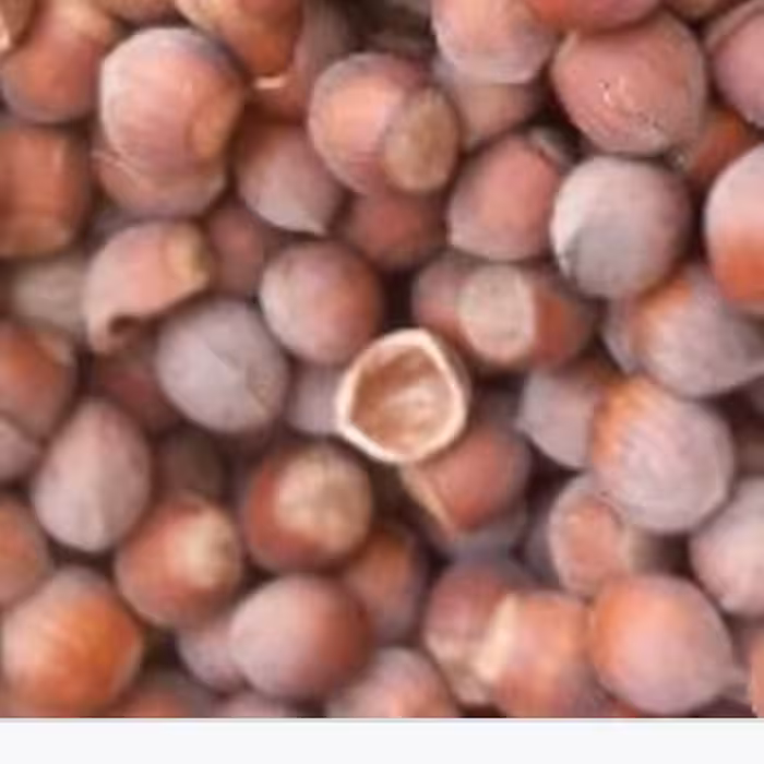 پوست فندق (خریداریم و فروشنده)