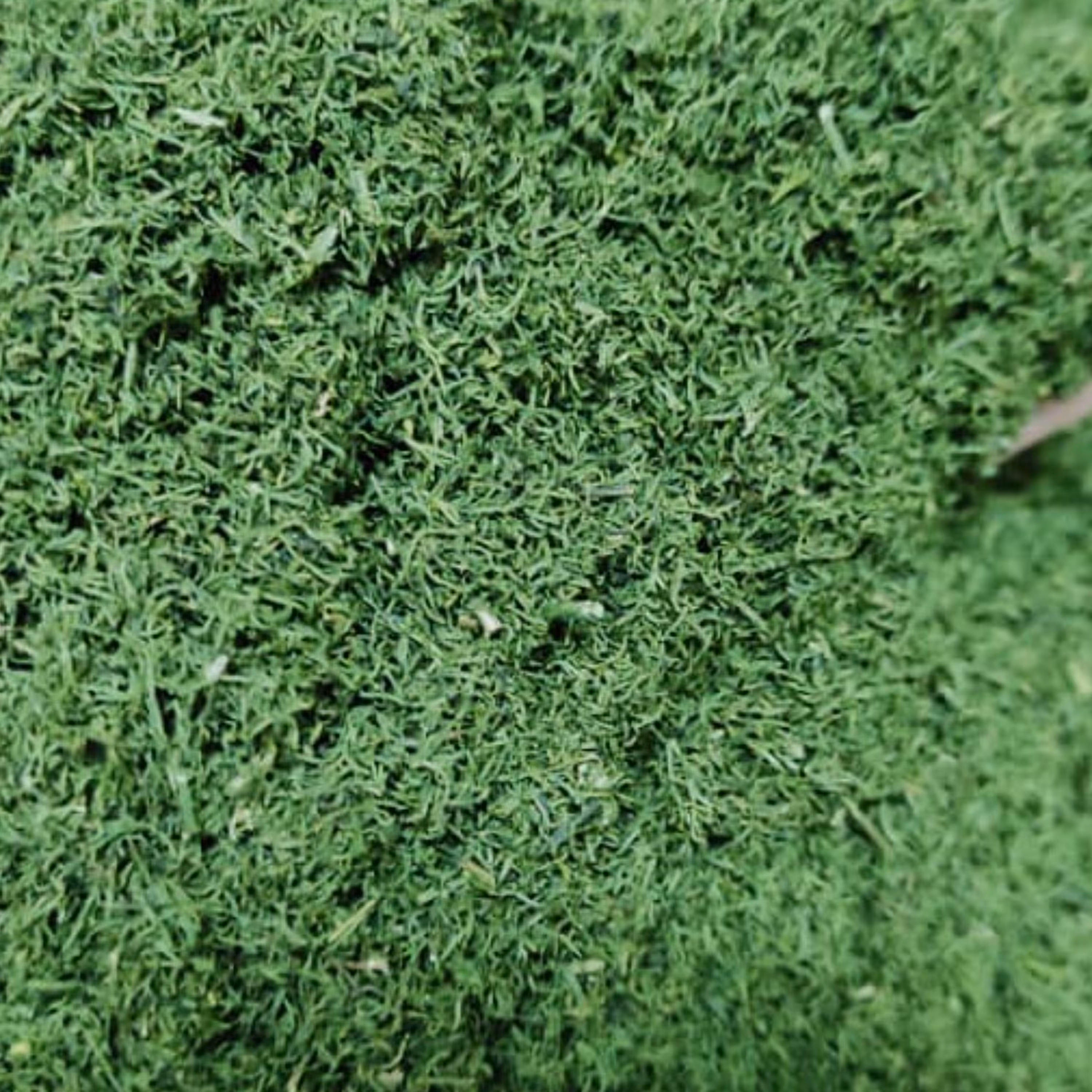 شوید خشک اعلاء