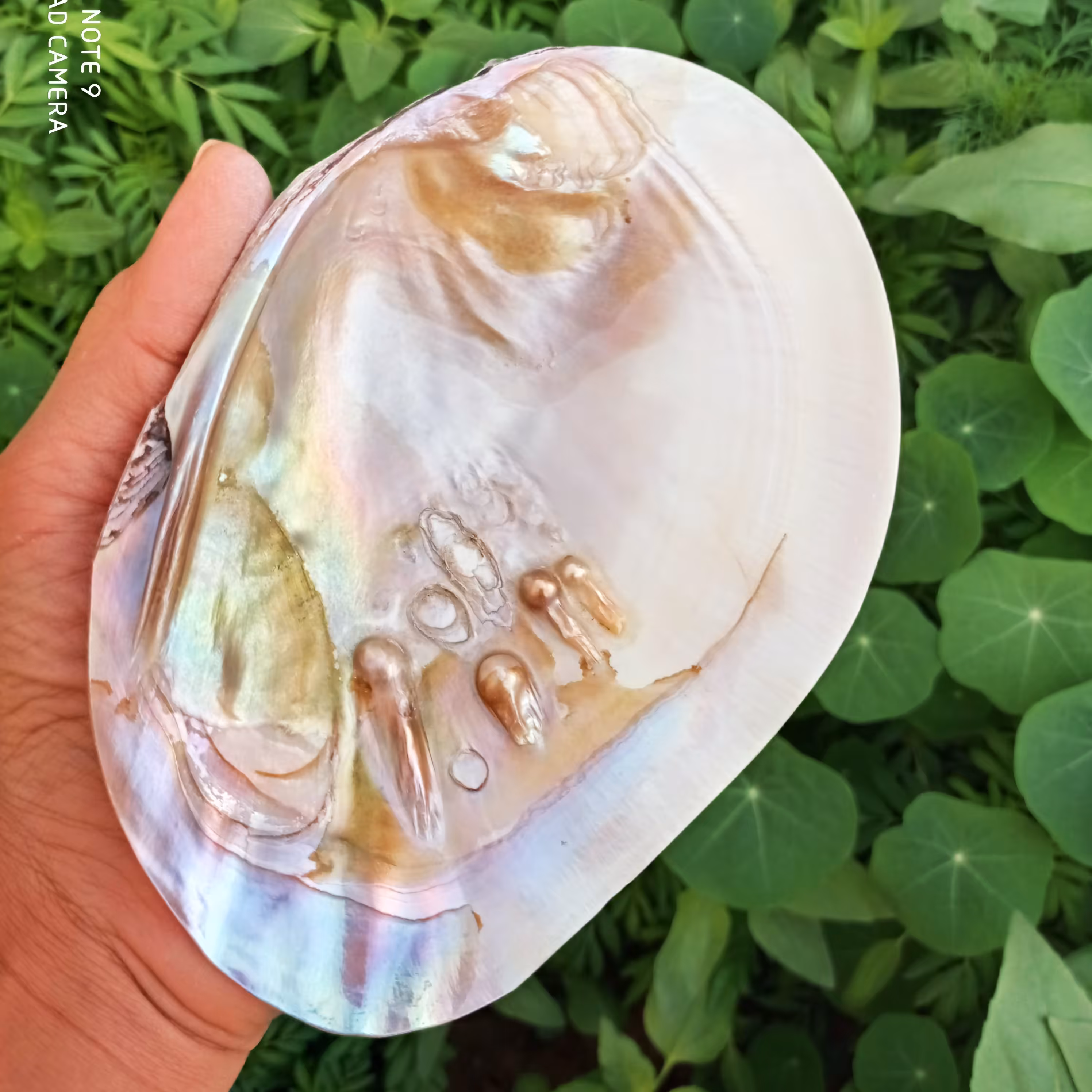 صدف مروارید ساز طبیعی  یا صدف مادر سایز  بزرگ 