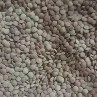 عدس ریز درجه یک و خوش پخت ایرانی  500گرم