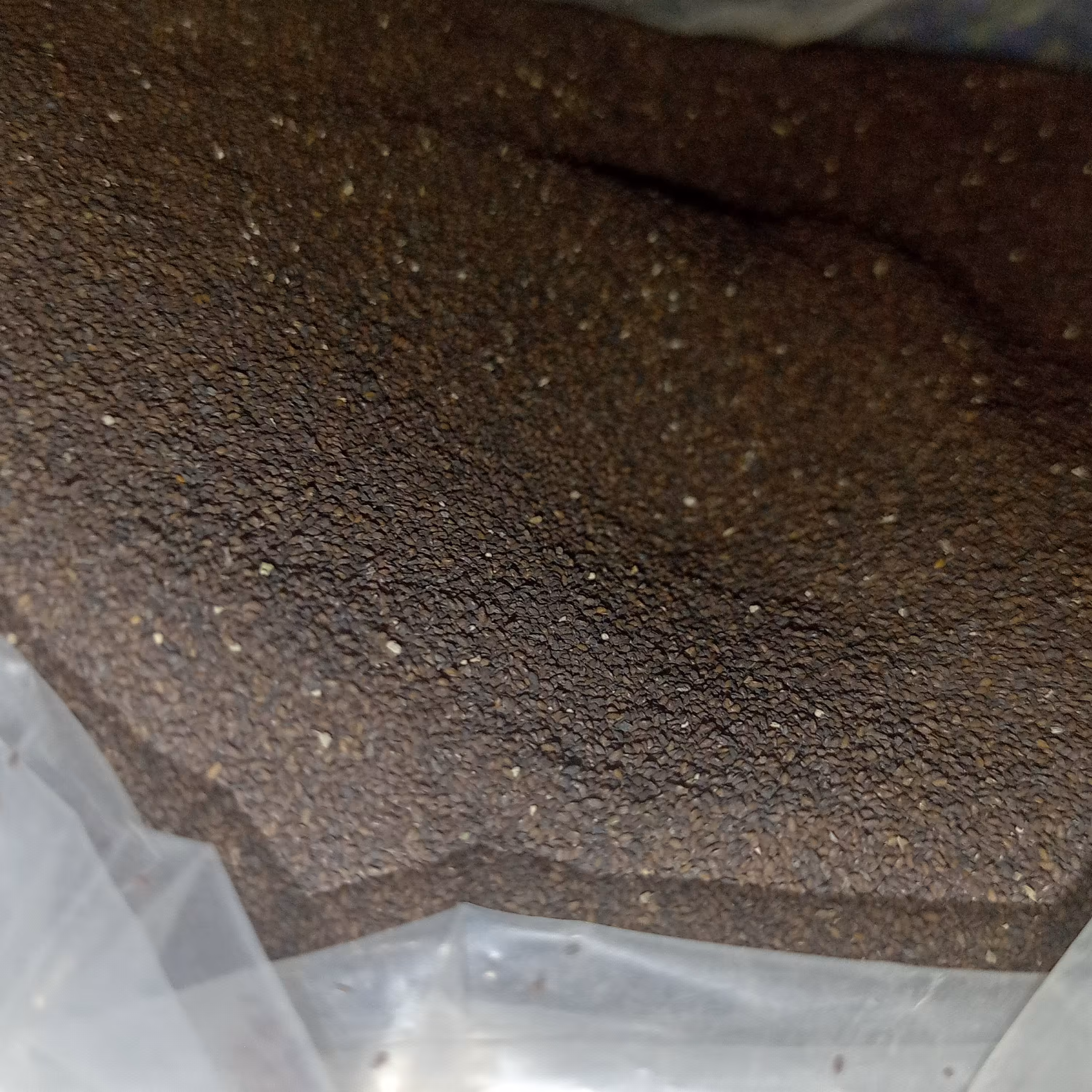 بارهنگ  بذر 