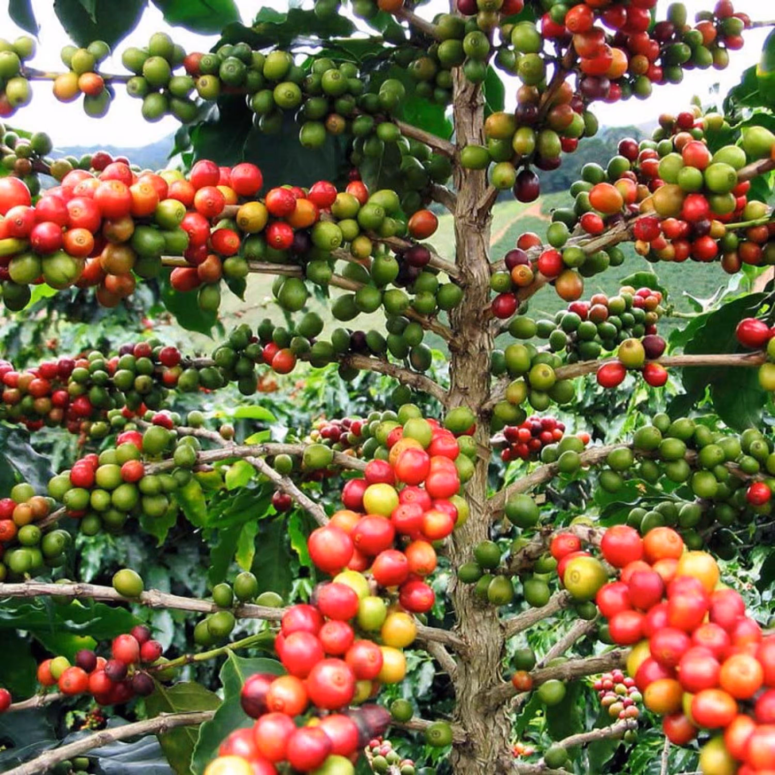 بذر درخت قهوه عربی