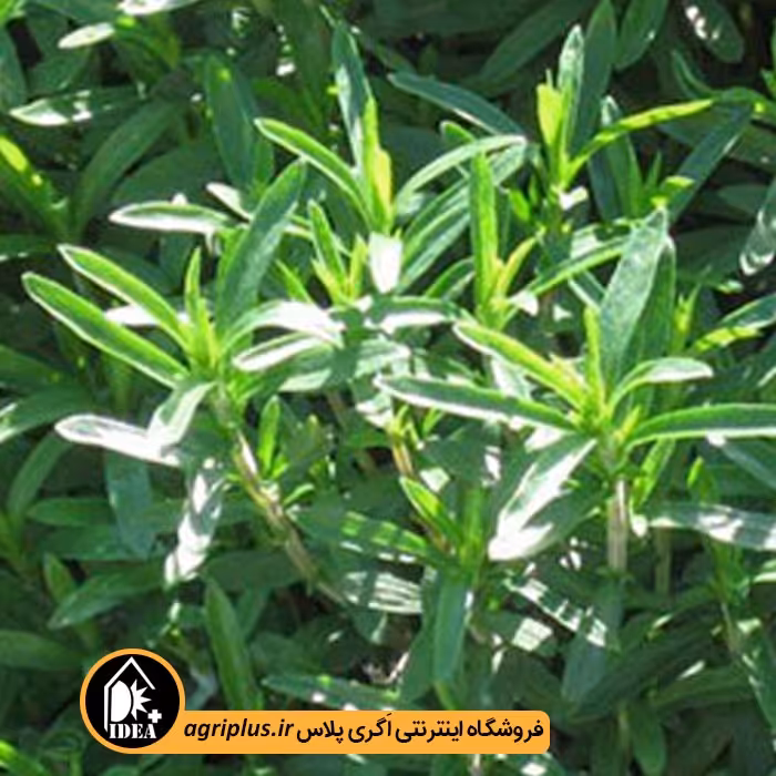 بذر مرزه خضرا 53