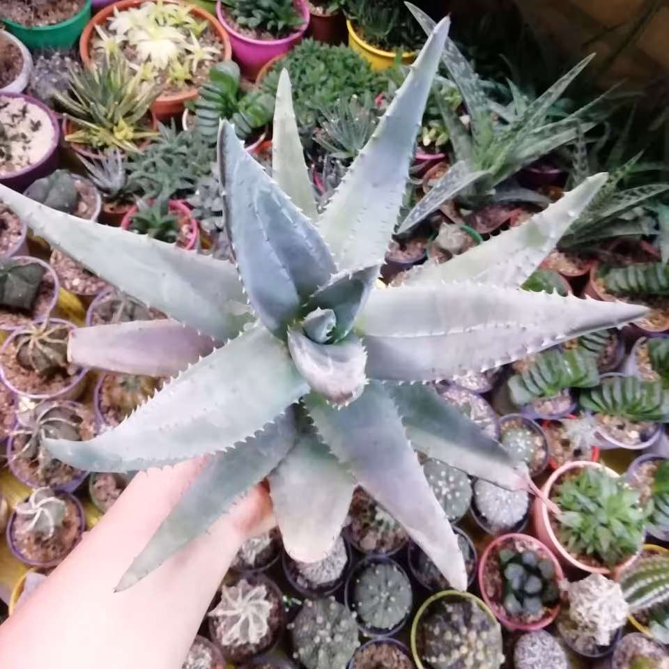 گیاه الوئه فروکس