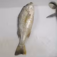  ماهی سنگ سر طلایی تازه و اعلا، کیلویی 529 هزار تومان 