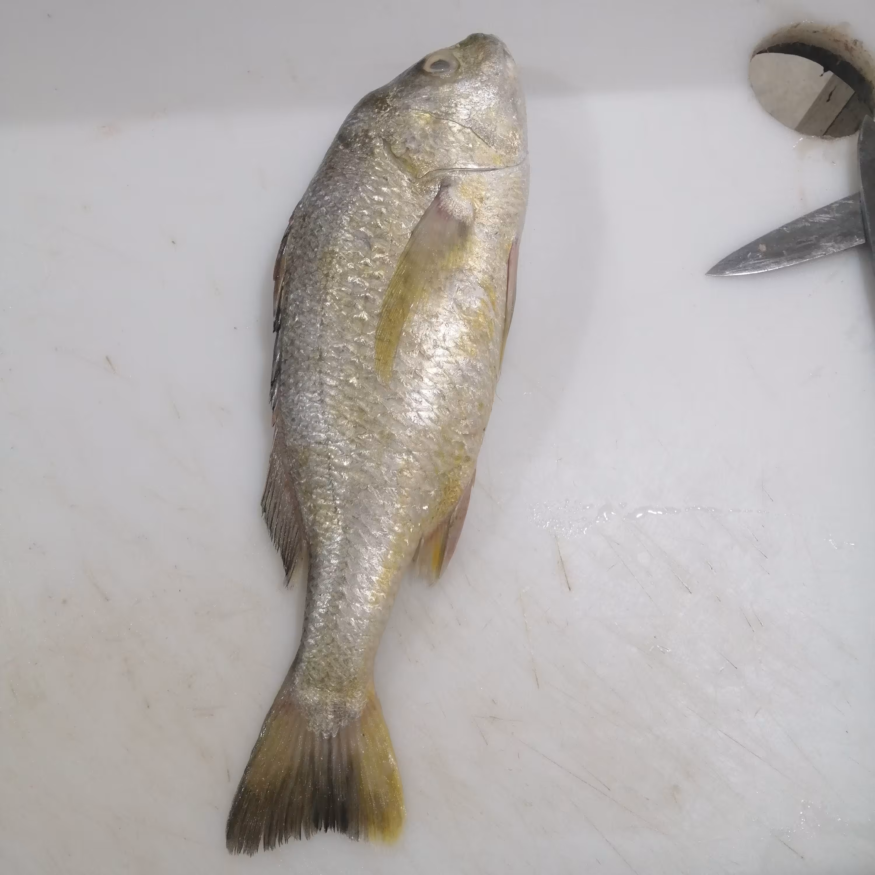  ماهی سنگ سر طلایی تازه و اعلا، کیلویی 529 هزار تومان 