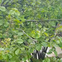 فندق ارگانیک  اشکور یک کیلویی