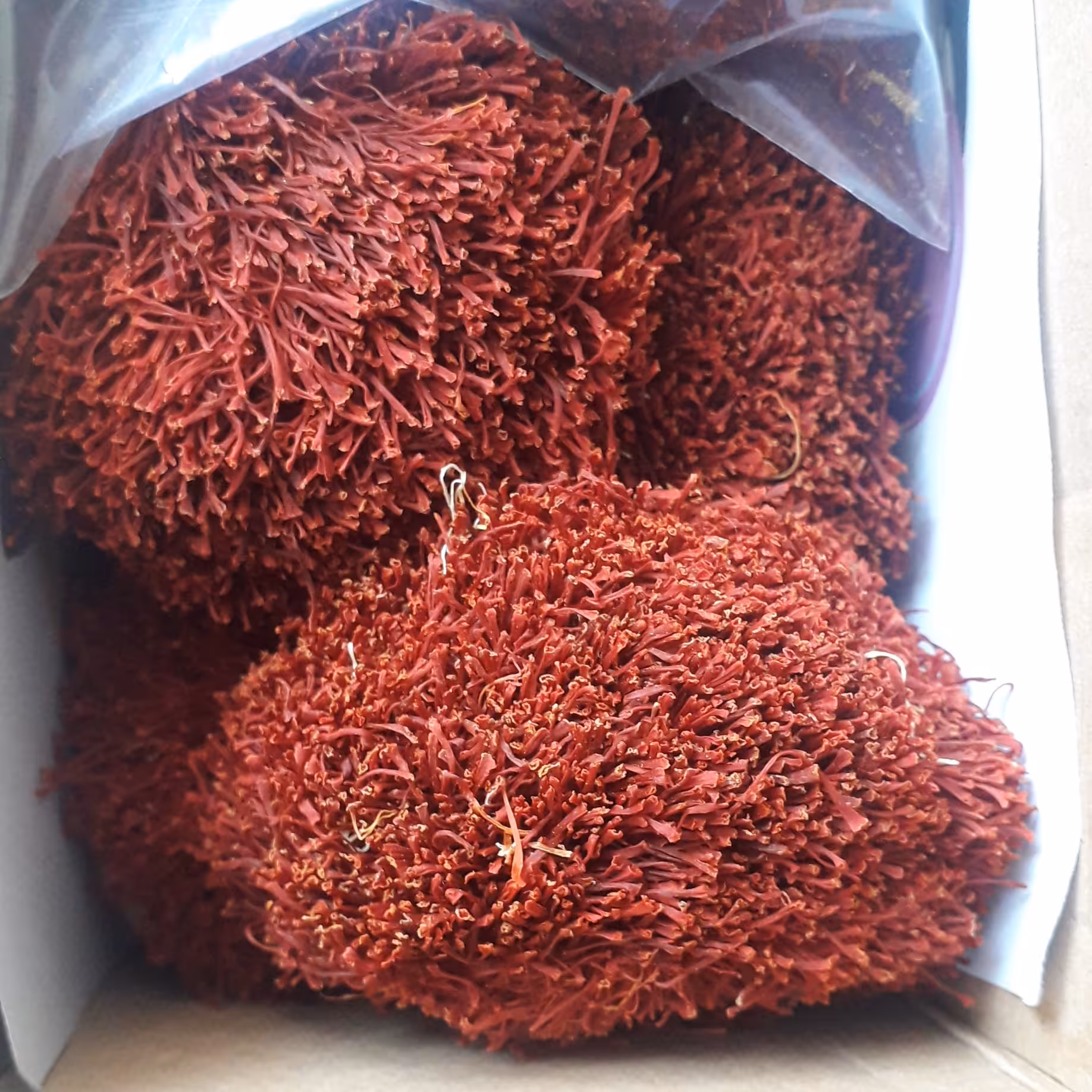 زعفران دختر پیچ