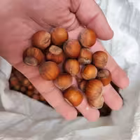 فندق تازه نیم کیلویی با ارسال رایگان