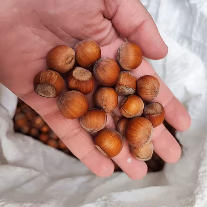 فندق تازه نیم کیلویی با ارسال رایگان